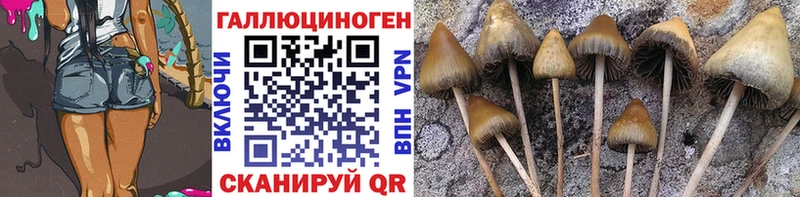 Галлюциногенные грибы Psilocybe купить закладку Ишим